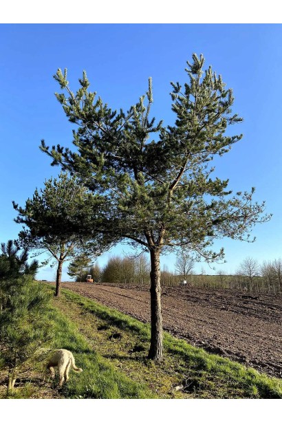 Сосна звичайна на штамбі стрижена